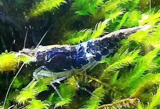 Carbon Rili Shrimp
